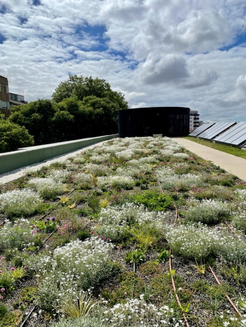 Extensive Green Roof