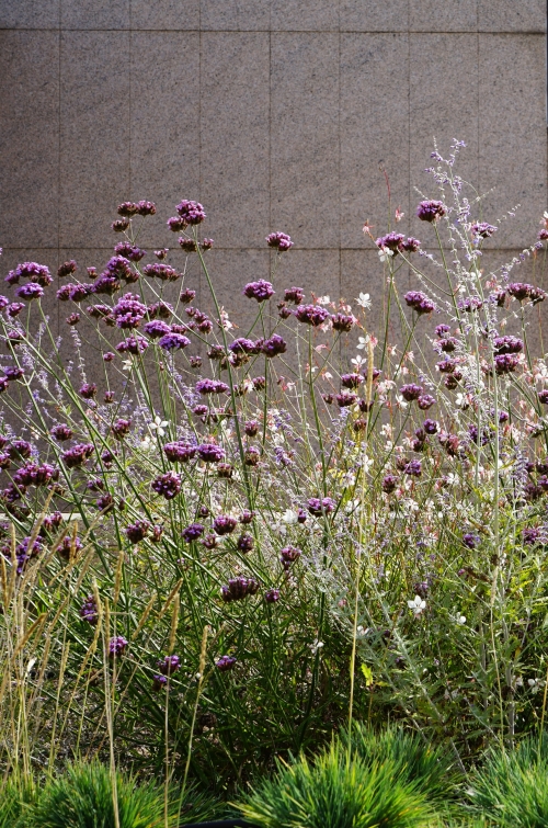 Fórum Maia Green Roof