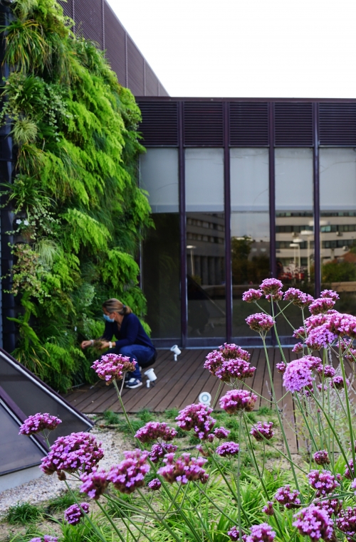 Fórum Maia Green Roof